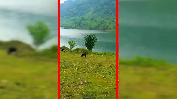 فیلم چشم‌انداز دیدنی سد لفور و طبیعت اطراف