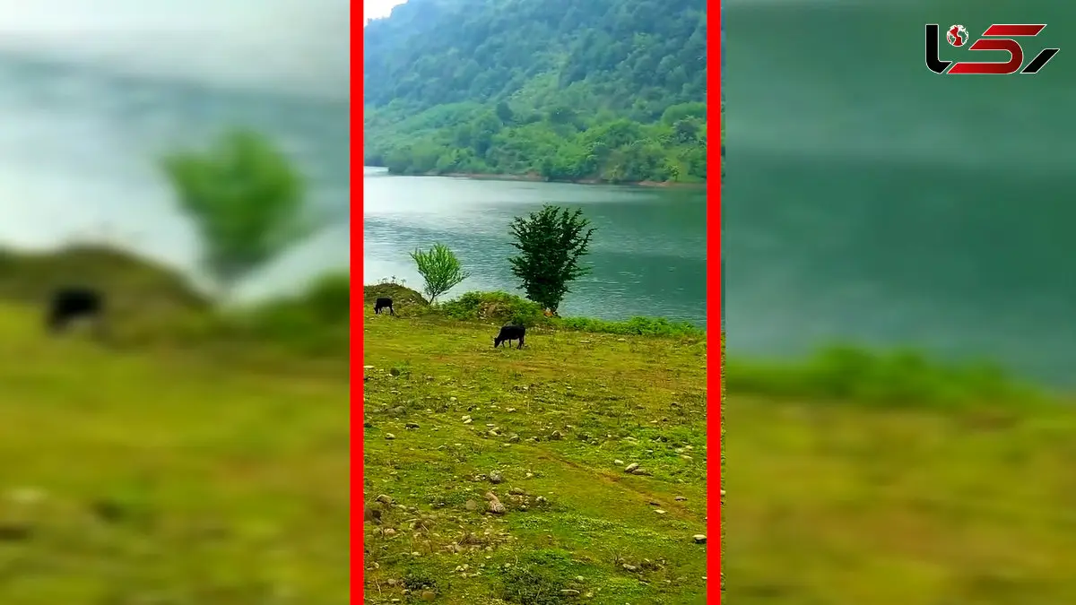 فیلم چشم‌انداز دیدنی سد لفور و طبیعت اطراف