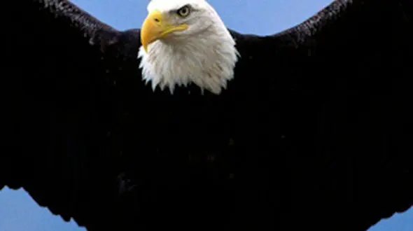 بازی کردن خرس ها تا شکار کردن عقاب دریایی