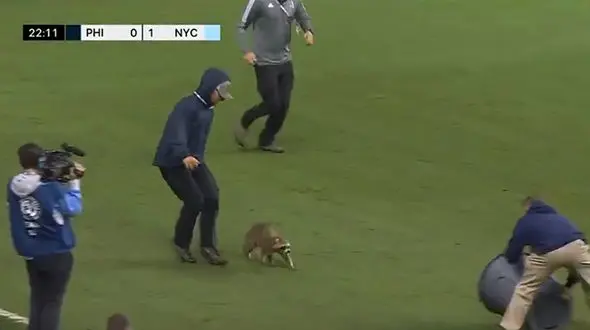 راکون عاشق فوتبال همه را سر کار گذاشت / فیلم