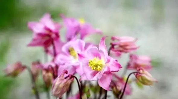 چای گیاهی مرگ‌بار / راز تلخ سلامت شما