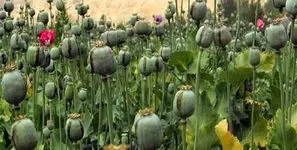 هیچ مجوزی برای کشت گیاهان مخدر صادر نشده است