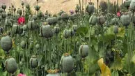هیچ مجوزی برای کشت گیاهان مخدر صادر نشده است