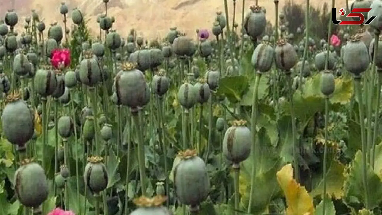 هیچ مجوزی برای کشت گیاهان مخدر صادر نشده است
