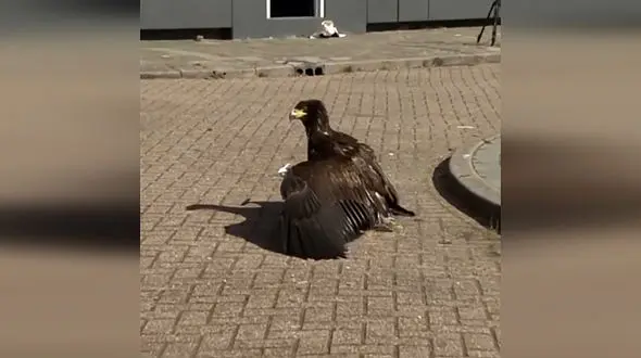 استفاده از عقاب برای شناسایی پهپاد  