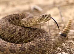 راز شاخ‌های عجیب مار شاخ‌دار؛ استتار یا محافظت از چشم‌ها؟ + فیلم 