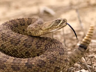 فیلم کشف طولانی‌ترین مار وحشی جهان با طول بیش از 7 متر در اندونزی