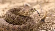 راز شاخ‌های عجیب مار شاخ‌دار؛ استتار یا محافظت از چشم‌ها؟ + فیلم 