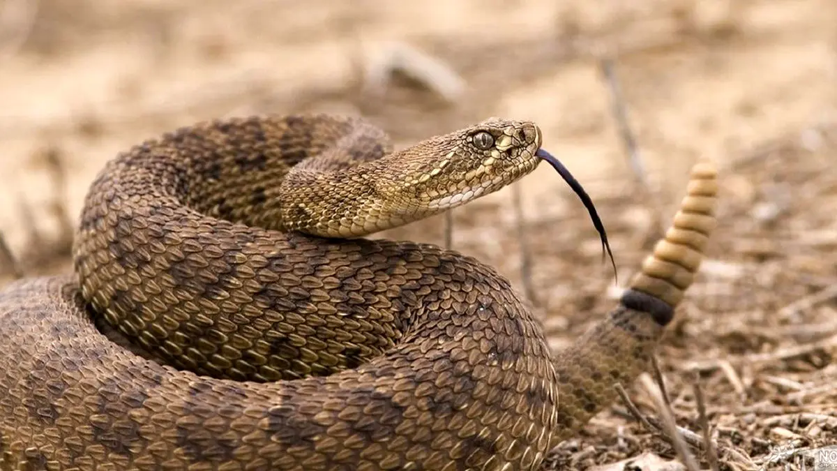 فیلم کشف طولانی‌ترین مار وحشی جهان با طول بیش از 7 متر در اندونزی