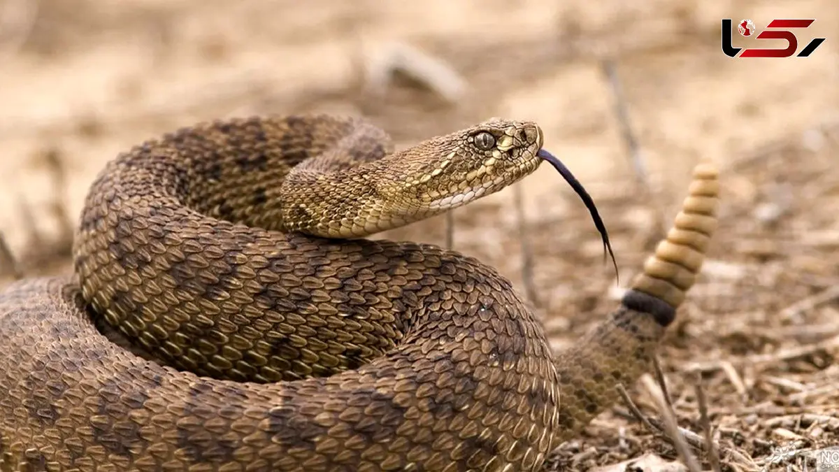 راز شاخ‌های عجیب مار شاخ‌دار؛ استتار یا محافظت از چشم‌ها؟ + فیلم 