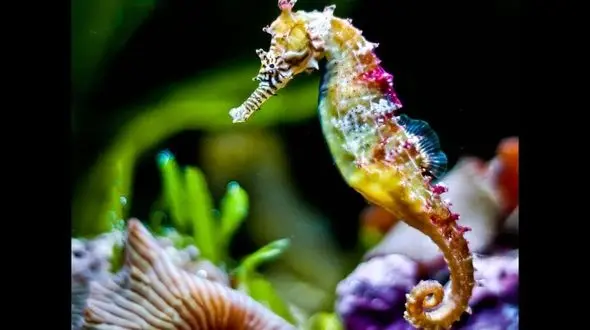 این حیوان نر باردار می شود !