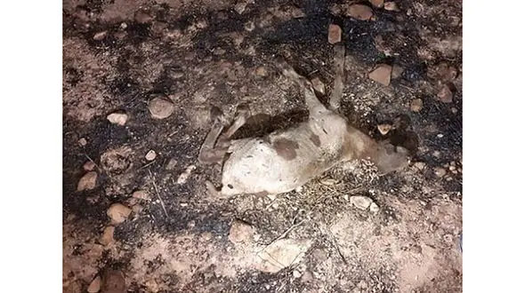 100 گوسفند در کهگیلویه جزغاله شدند