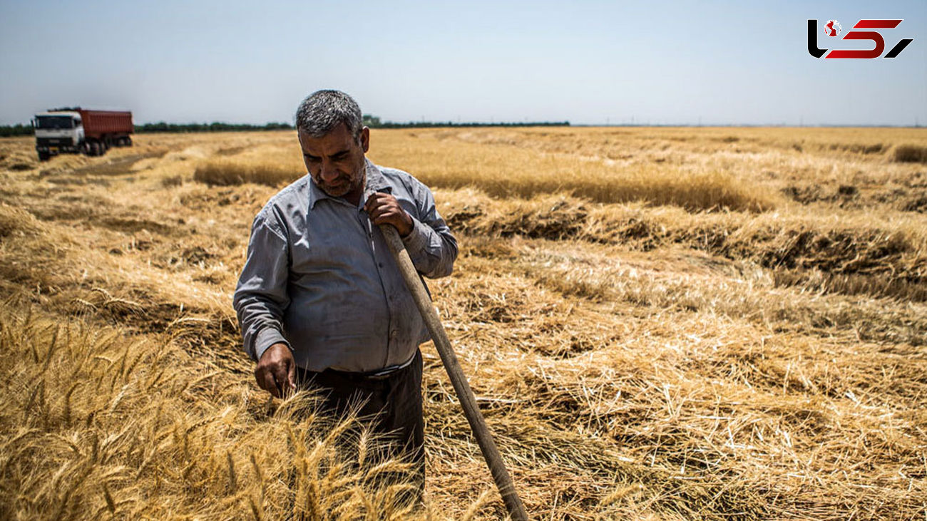 نرخ پیشنهادی کشاورزان برای خرید تضمینی گندم اعلام شد