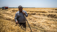 نرخ پیشنهادی کشاورزان برای خرید تضمینی گندم اعلام شد