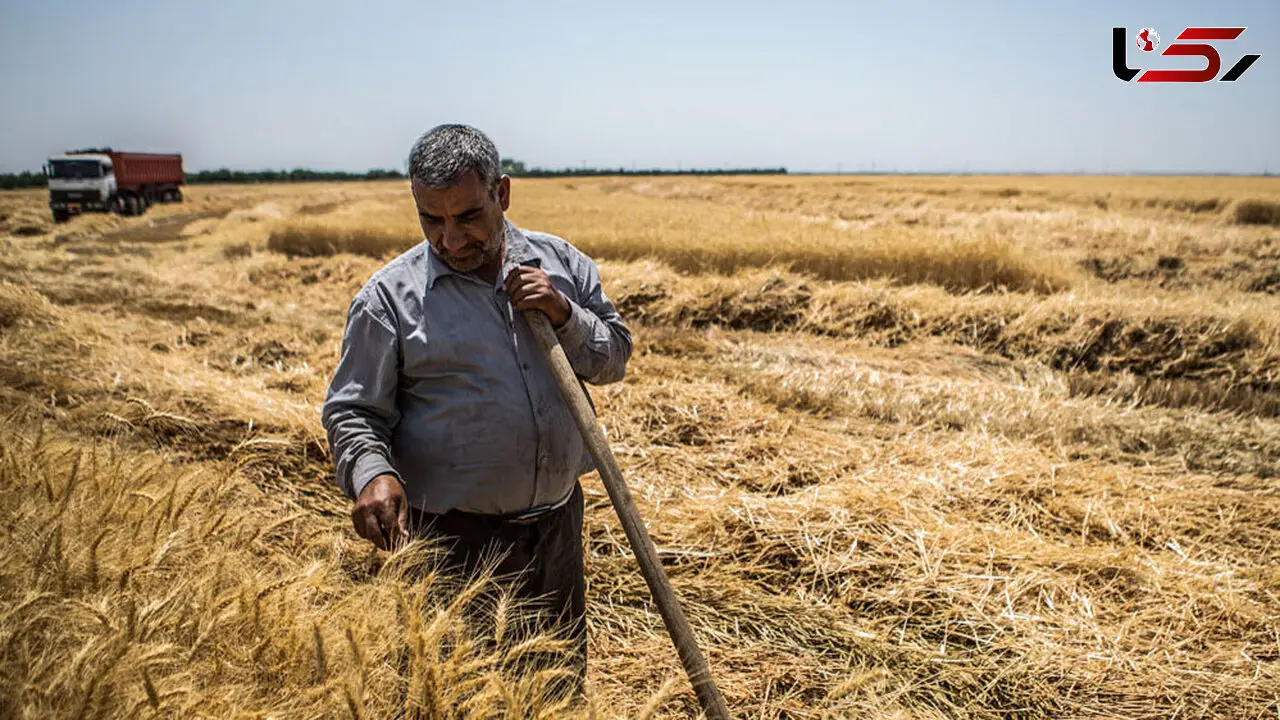نرخ پیشنهادی کشاورزان برای خرید تضمینی گندم اعلام شد