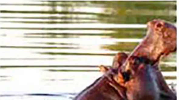 مرگ 28 اسب آبی در پارک ملی اتیوپی