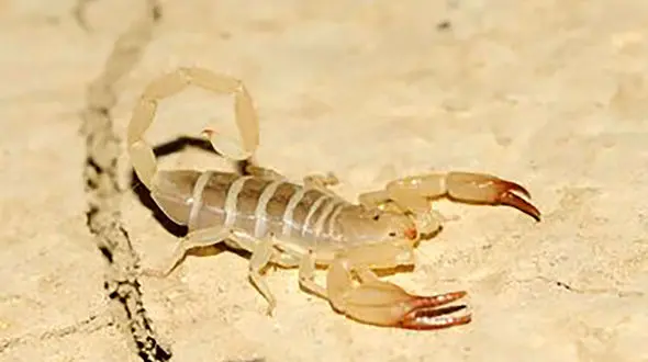 خطرناکترین عقرب ایران / به این استان سفر نکنید + فیلم