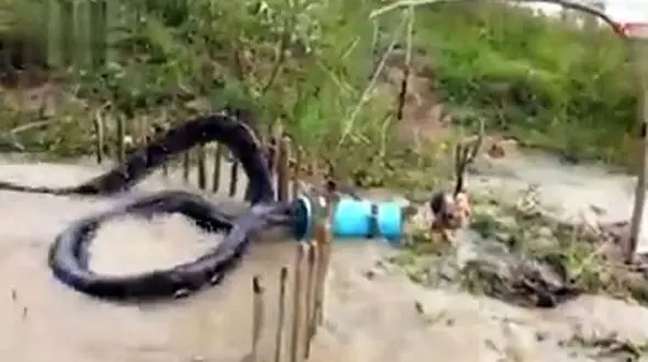 فیلم لحظه شکار بزرگ ترین مار جهان توسط روستائیان / برای مار آناکوندای مرغ طعمه گذاشتند