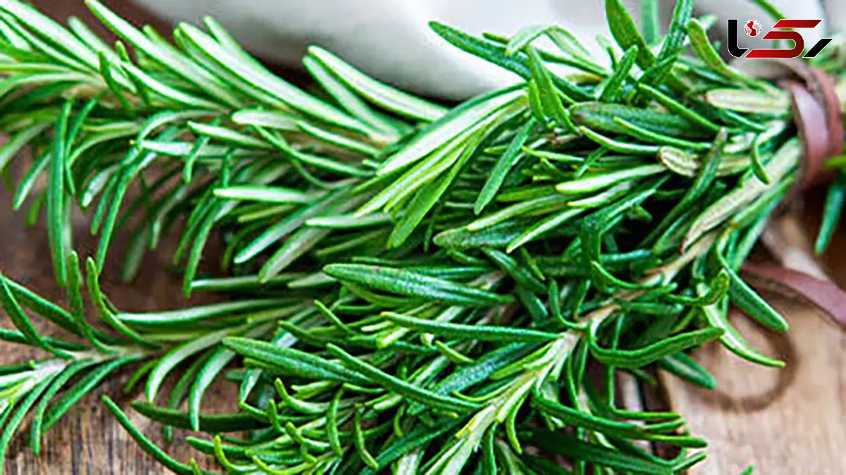 سرعت بهبود زخم و کاهش جای زخم با رزماری ممکن است؟