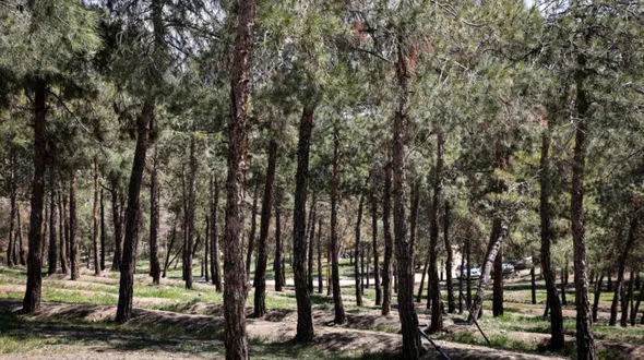  دلایل خشکیدن درختان بوستان چیتگر چیست؟