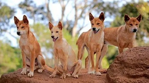 دینگو ها قدیمی ترین نژاد سگ جهان را بشناسید + عکس گرگ ترین سگ هایی که دیده اید !