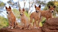 دینگو ها قدیمی ترین نژاد سگ جهان را بشناسید + عکس گرگ ترین سگ هایی که دیده اید !