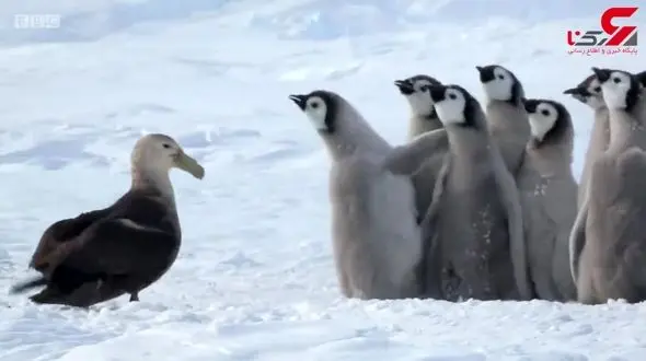 دفاع جالب پنگوئن ها از خود در مقابل دشمن+فیلم