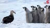 دفاع جالب پنگوئن ها از خود در مقابل دشمن+فیلم