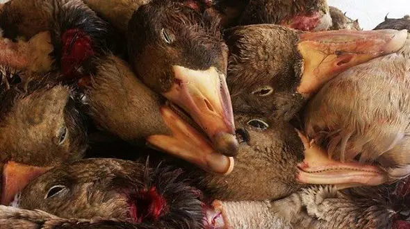 ادامه کشتار پرندگان مهاجر در فریدون کنار / یگان حفاظت از محیط زیست یک تنه در برابر لشگر شکارچیان غیرمجاز 