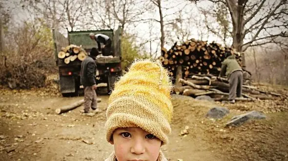 ایران  100 سال آینده یک متر هم جنگل نخواهد داشت /  دو برابر میزان مجاز، برداشت صورت می گیرد