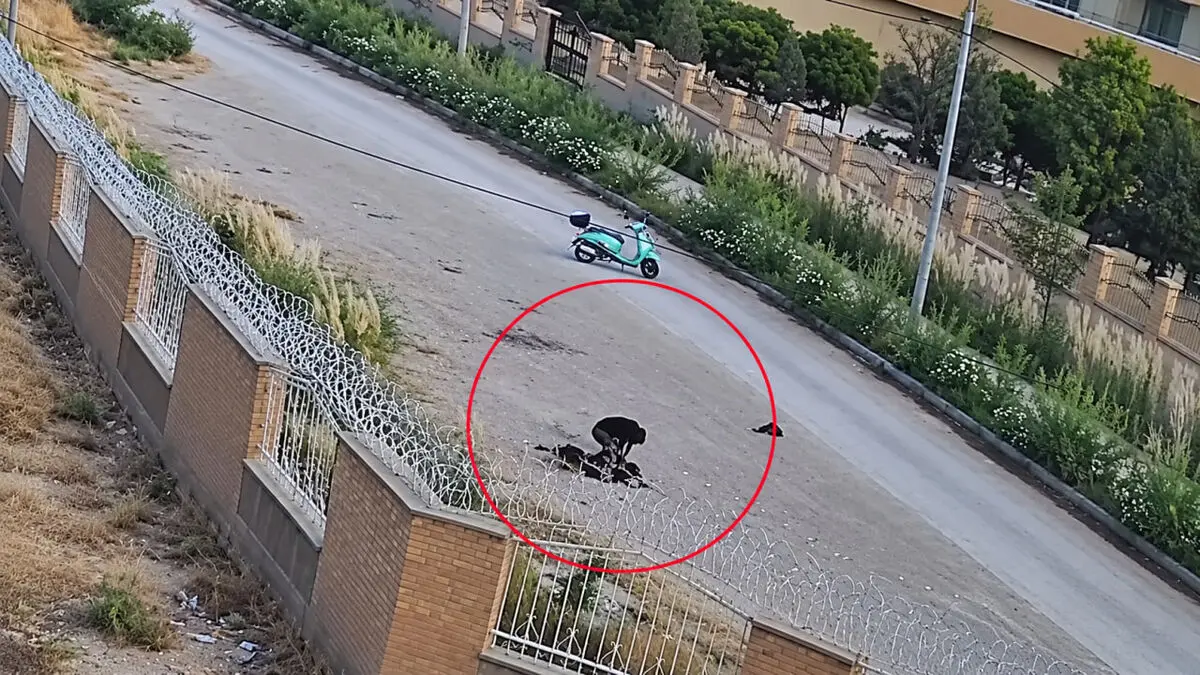فیلم لحظه حمله به دختر دانشجو / خفت گیر دستگیر شد