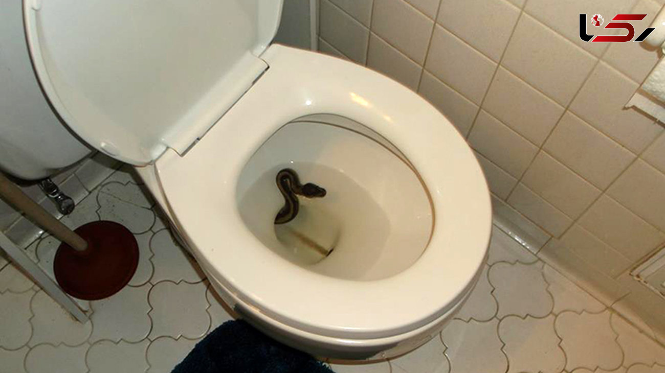 کمین وحشتناک مار پیتون در کاسه توالت خانه  + عکس 