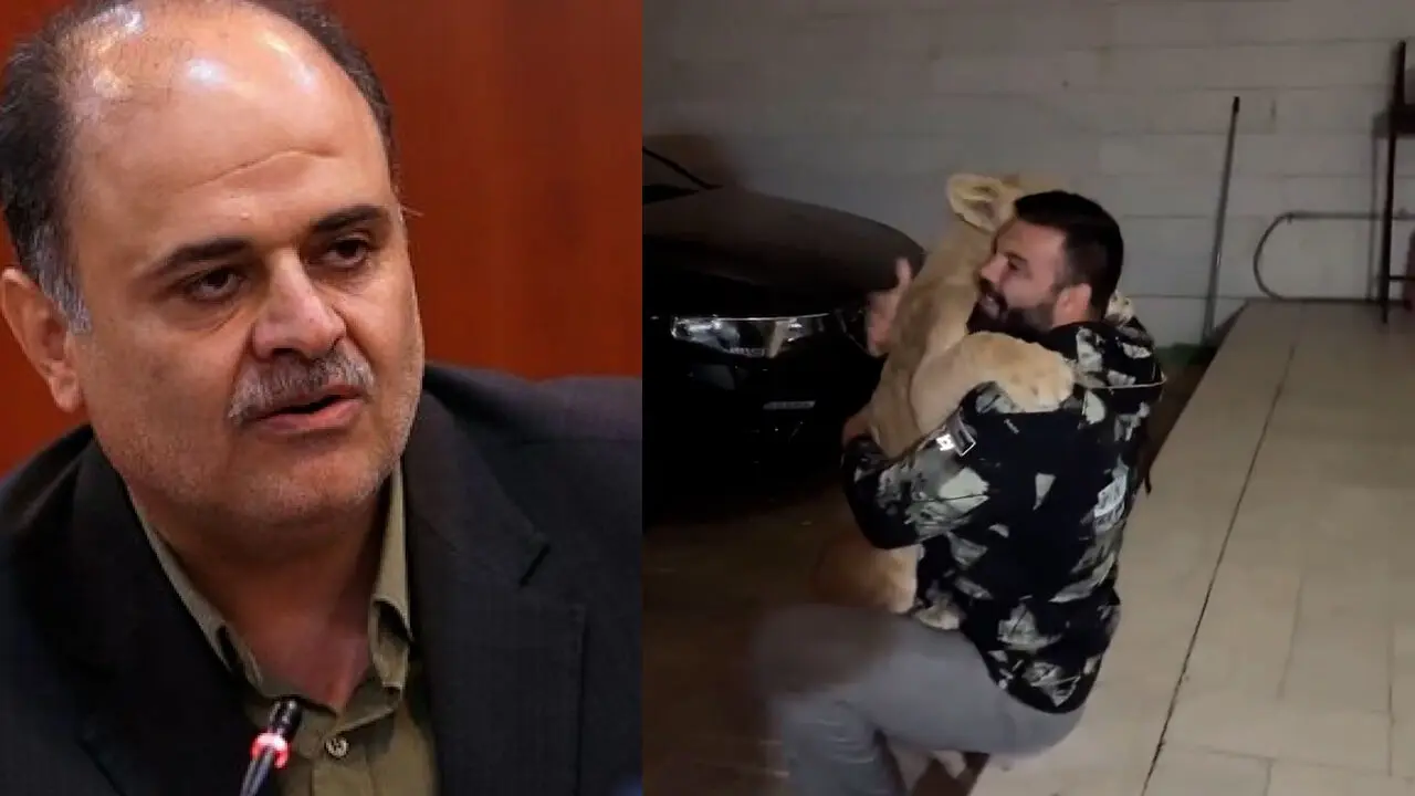 بازتاب فیلم نگهداری شیر وحشی در خانه امیر علی اکبری قهرمان ورزشی /  غلامرضا ابدالی :نگهداری حیوانات وحشی در خانه‌ها غیرقانونی است/  برخورد قضائی خواهد شد! + فیلم 