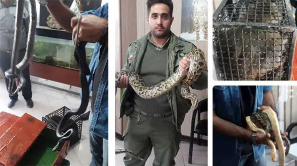 کشف مار‌های پیتون غول‌پیکر از خانه یک مرد معرکه‌گیر در ملارد+عکس