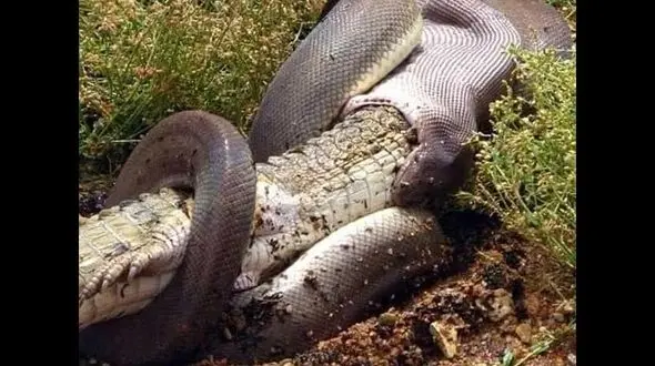 عجیب ترین عکس / بلعیده شدن تمساح توسط مار پیتون / عکاس چه گفت ؟