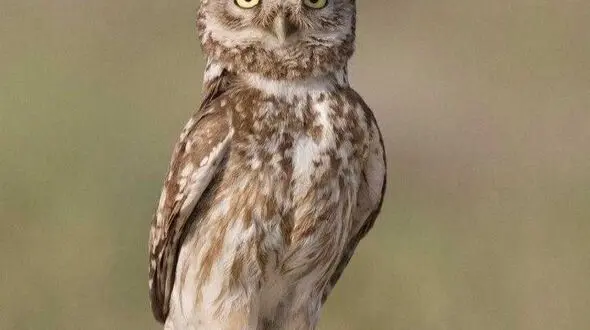 دو چهره از حیات وحش