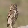 دو چهره از حیات وحش