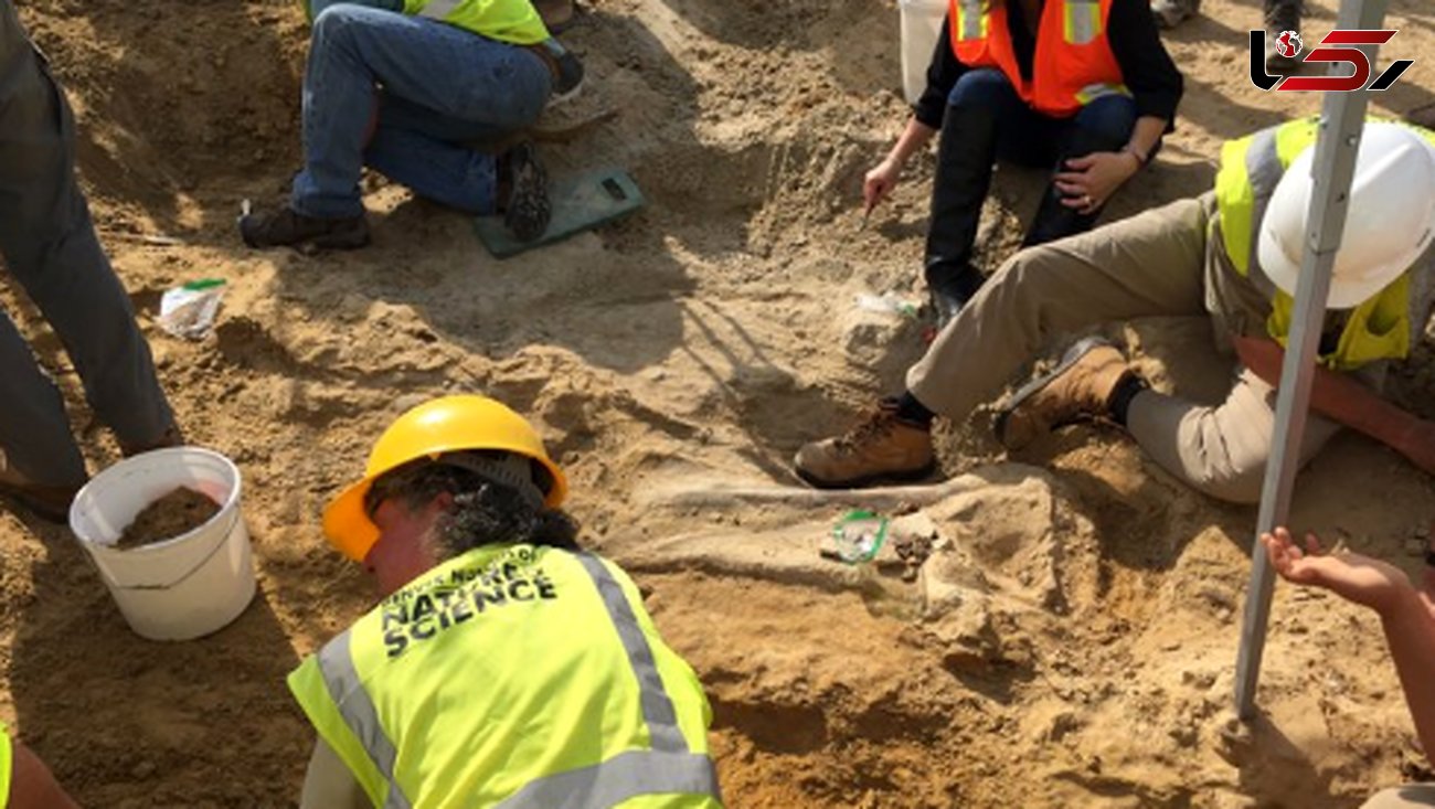 کشف فسیل 66 میلیون ساله هنگام خاکبرداری پروژه ساخت و ساز