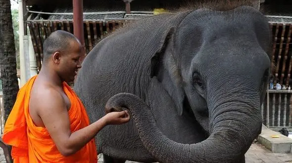 حمله مرگبار فیل مقدس راهب بودایی + عکس 