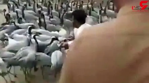 پذیرایی مردم استان سیستان و بلوچستان از درناهای اوراسیایی + فیلم