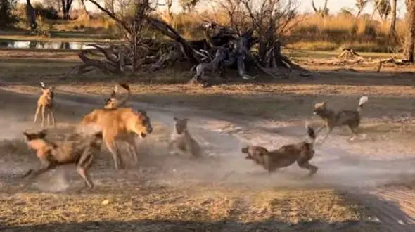 حمله بی رحمانه کفتارها به شیر مادر و توله اش+فیلم