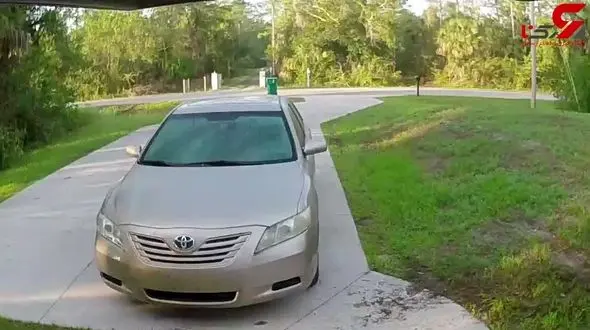 لحظه نفس گیر شکار یک گربه توسط پلنگ در مقابل یک خانه ویلایی +فیلم