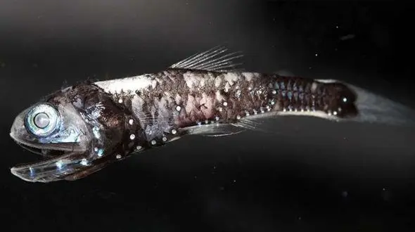 ماهی عجیبی که در تاریکی رنگ ها را می بیند