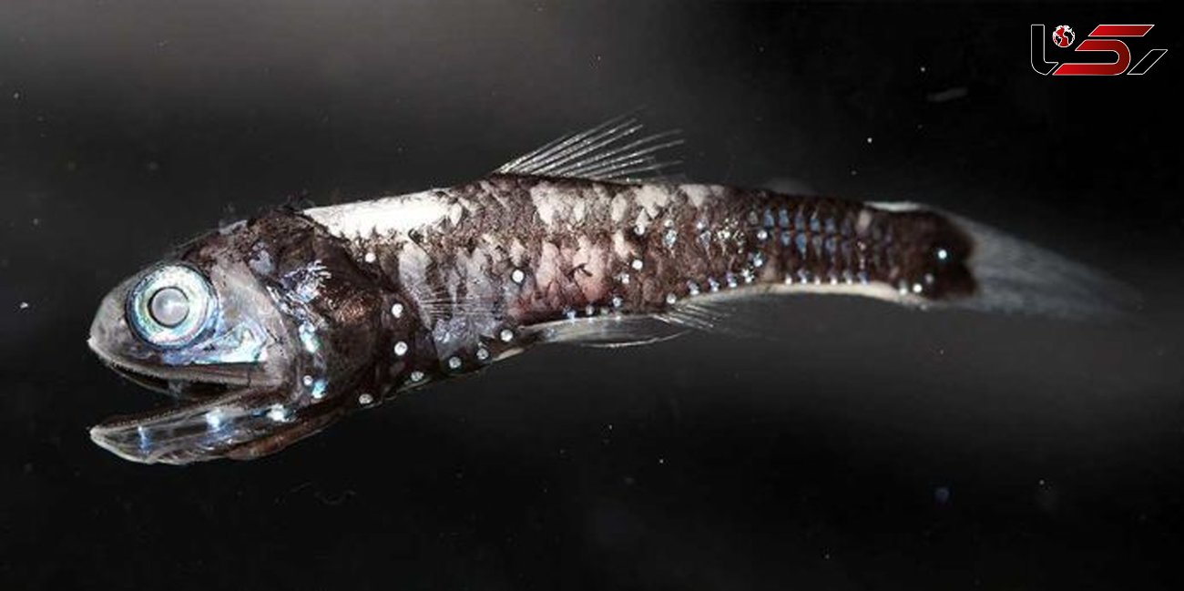 ماهی عجیبی که در تاریکی رنگ ها را می بیند