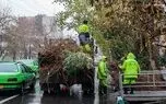 ردپای سوء استفاده برخی پیمانکاران شهرداری و قطع اضافه تر شاخه ها/ تبدیل چوب حاصل از هرس درختان به نئوپان 