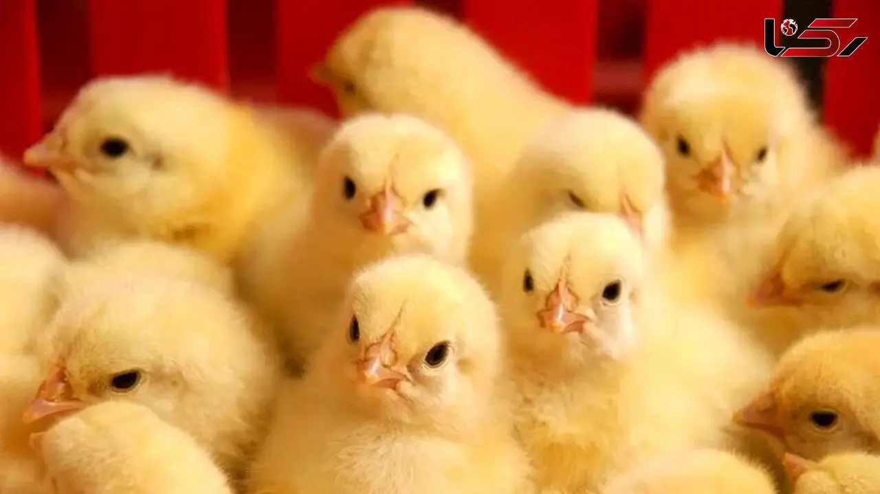 قیمت مصوب جوجه یک‌ روزه رسما اعلام شد