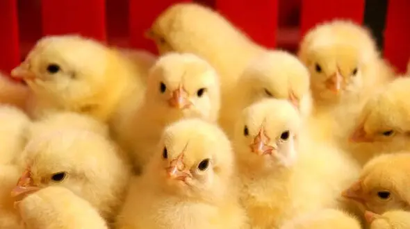 قیمت مصوب جوجه یک‌ روزه رسما اعلام شد