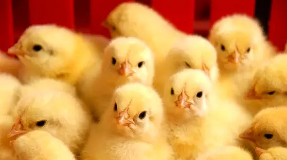 قیمت مصوب جوجه یک‌ روزه رسما اعلام شد