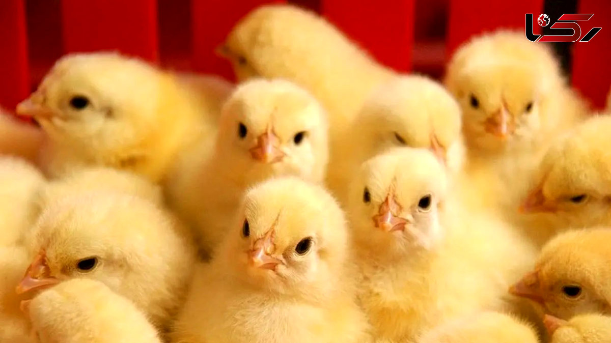  قیمت مصوب جوجه یک‌ روزه رسما اعلام شد 