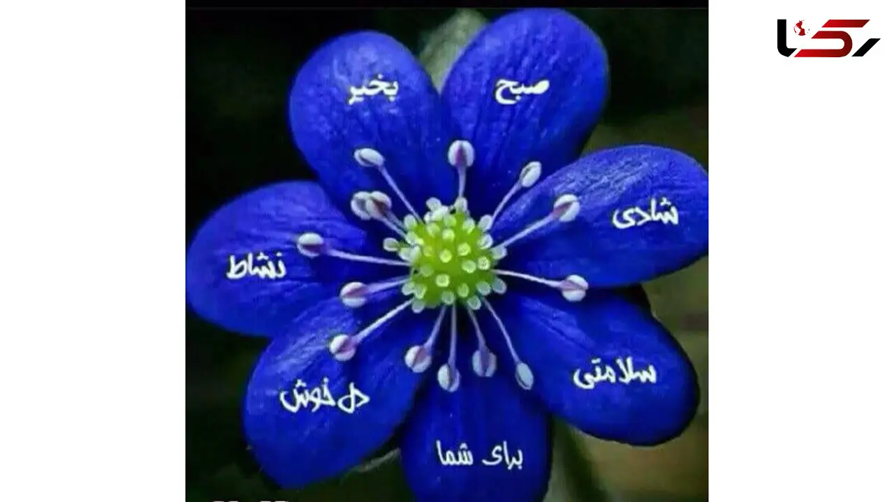 فال ابجد امروز / 13 آذر + فیلم